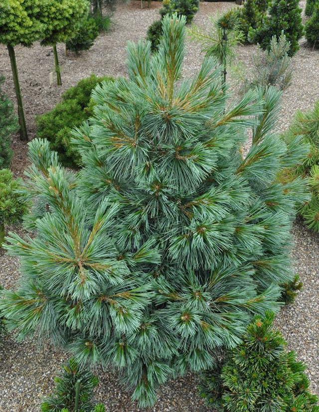 Pinus monticola 'Snow White'